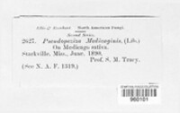 Pseudopeziza medicaginis image